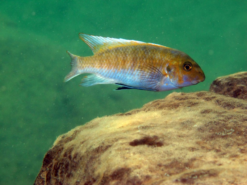 Labeotropheus trewavasae 'Chiofu'